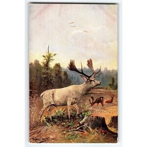 Original Signed Muller Artist Card Deer Scene Vintage Postcard